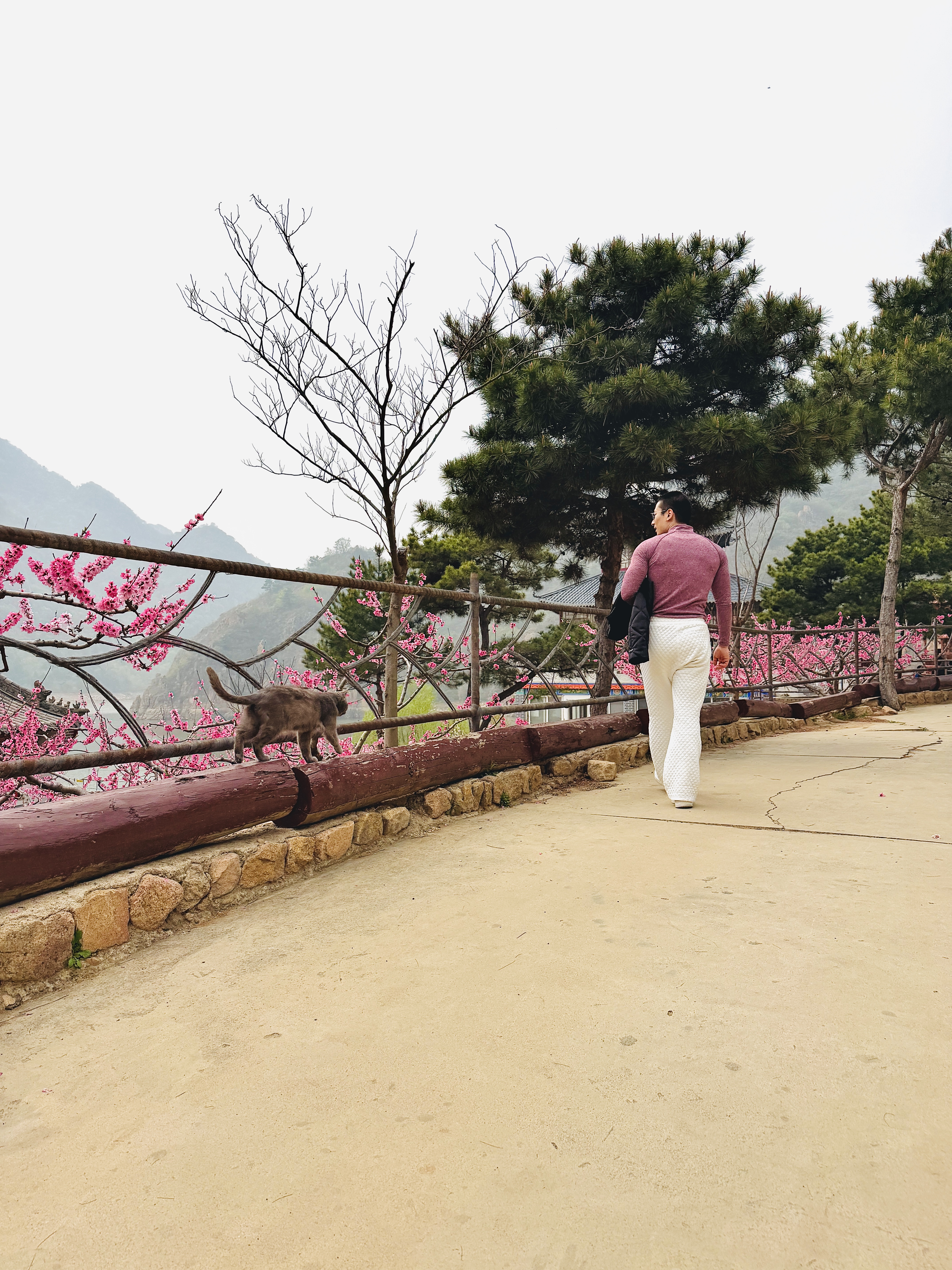 秦皇岛 - 太清宫和法华寺 - 第13张图片 | Yuncong Journal 秦皇岛 - 太清宫和法华寺 - 第13张图片